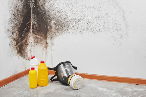 Best Basement Mold Remediation in Rotan, TX