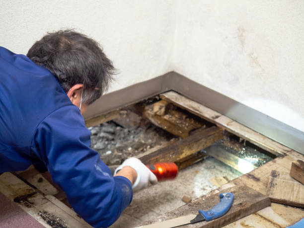 Best Kitchen Mold Remediation in Rotan, TX