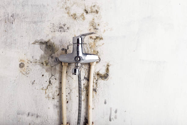 Best Black Mold Remediation in Rotan, TX