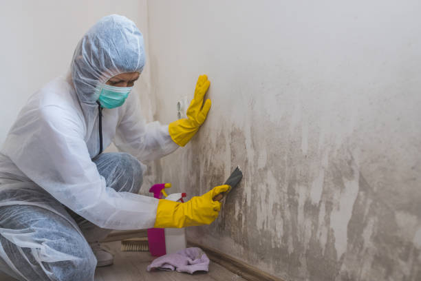 Best Insurance-Related Mold Remediation in Rotan, TX
