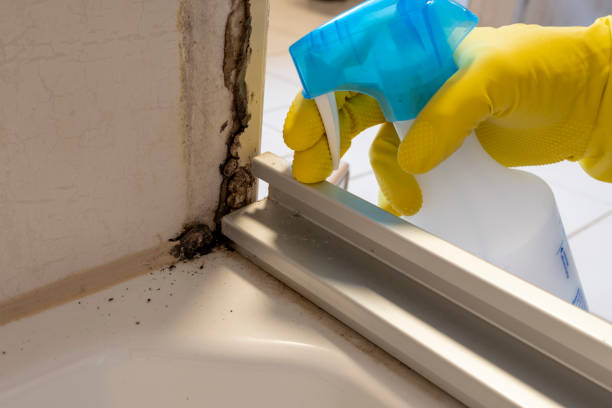 Best Attic Mold Remediation in Rotan, TX