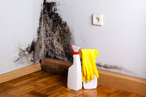 Trusted Rotan, TX Mold Remediation Experts