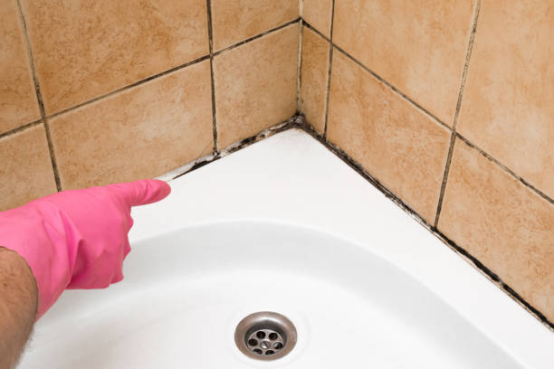 Best Crawl Space Mold Remediation in Rotan, TX